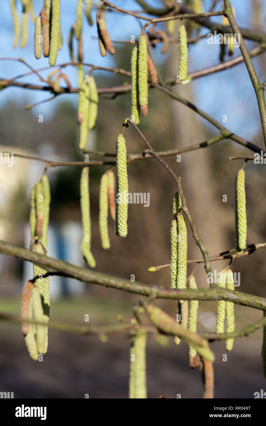 Hazel palmkätzchen auf Zweig an einem sonnigen Tag im Frühjahr Stockfoto