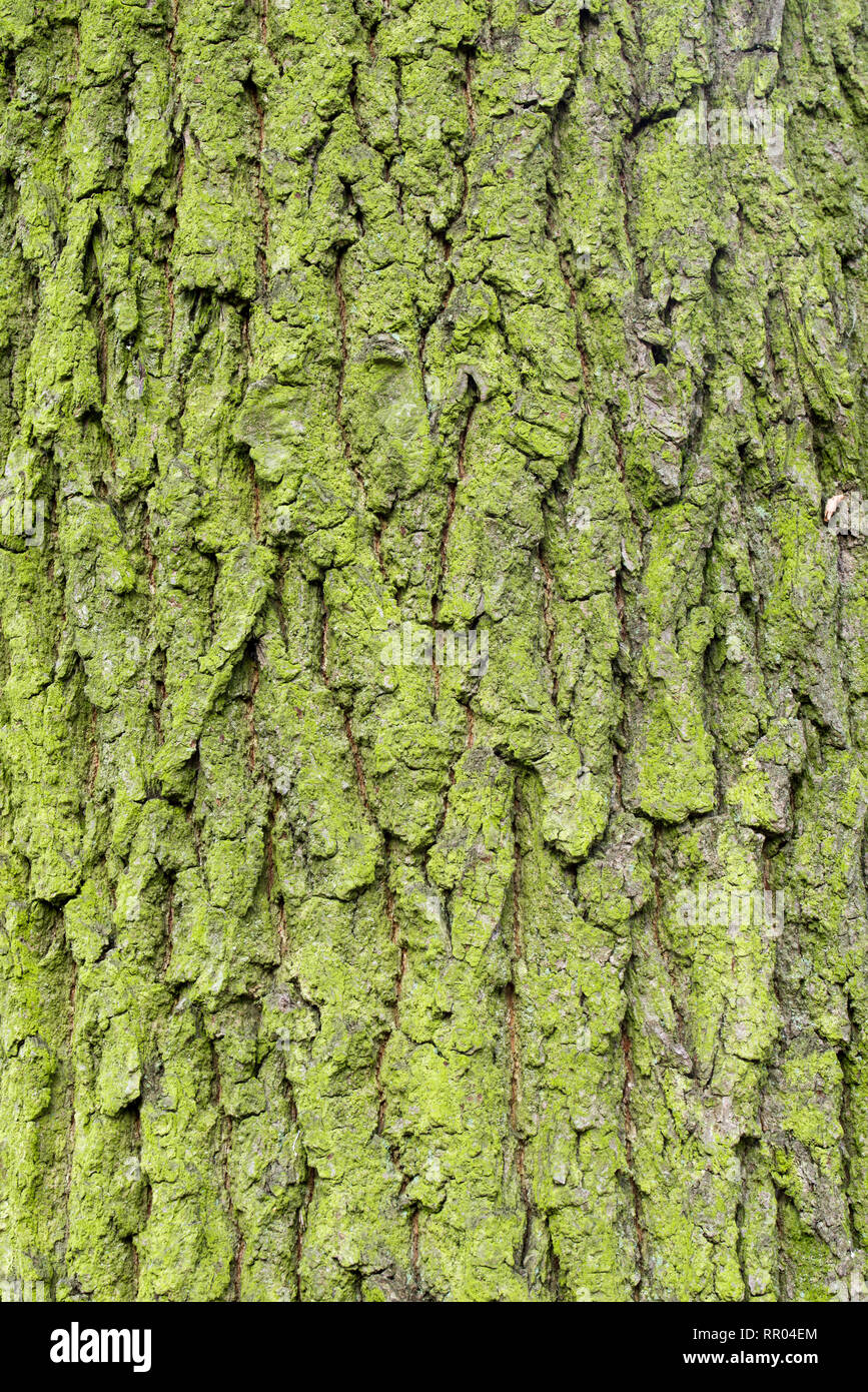Grüne moosige Eiche Baum Rinde Hintergrund Textur Makro Stockfoto