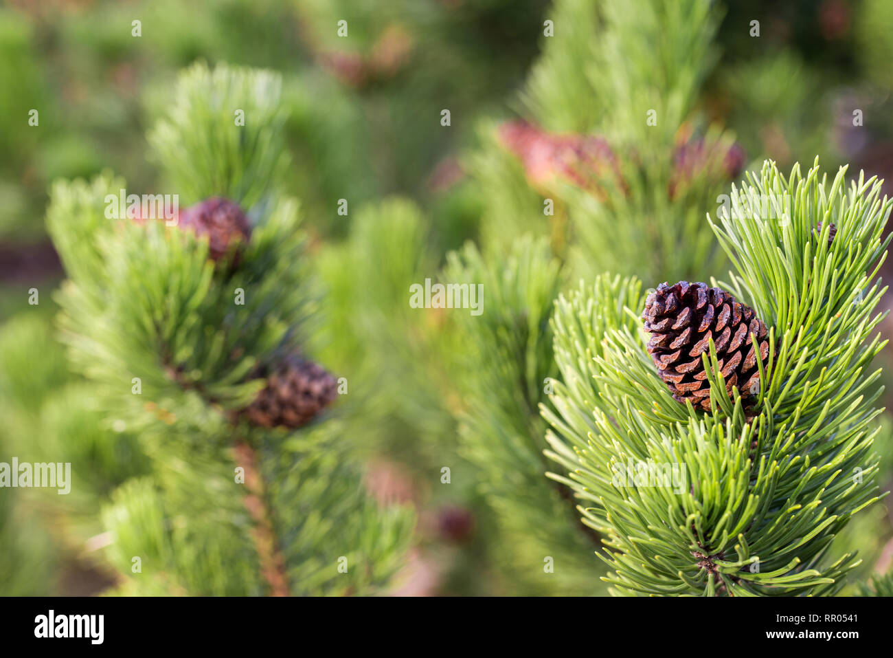 Mountain Pine Zweig mit Kegel closeup Stockfoto