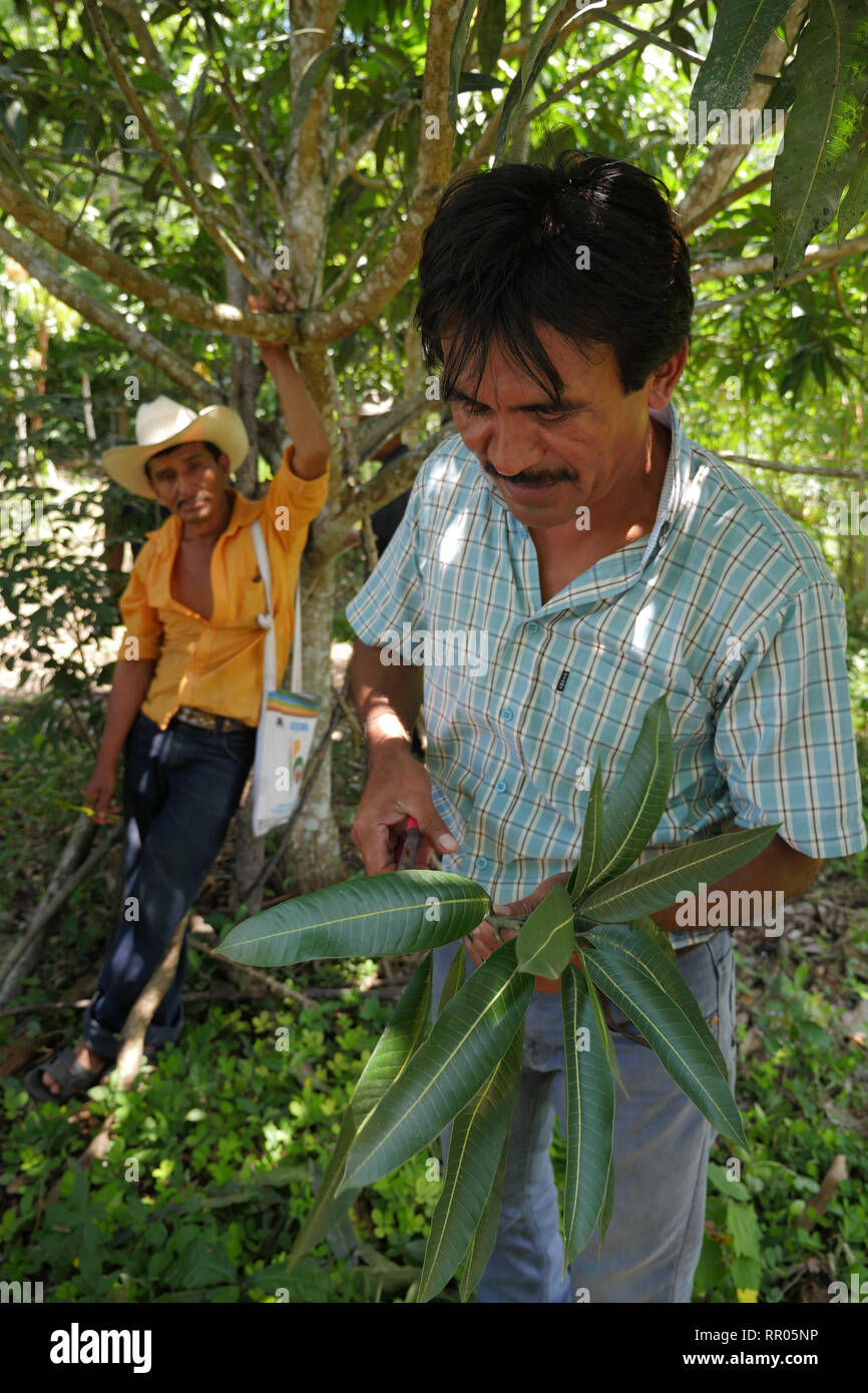 GUATEMALA Workshop für Landwirte zur nachhaltigen, ökologischen Gartenbau, durch die Katholische Kirche, El Remate, Peten organisiert. Cesar Cacao (gestreifte T-Shirt), Ausbilder in der ökologischen Landwirtschaft für die Gemeinde Santa Elena, eine Demonstration auf dem Pfropfen avocadobäume. Stockfoto