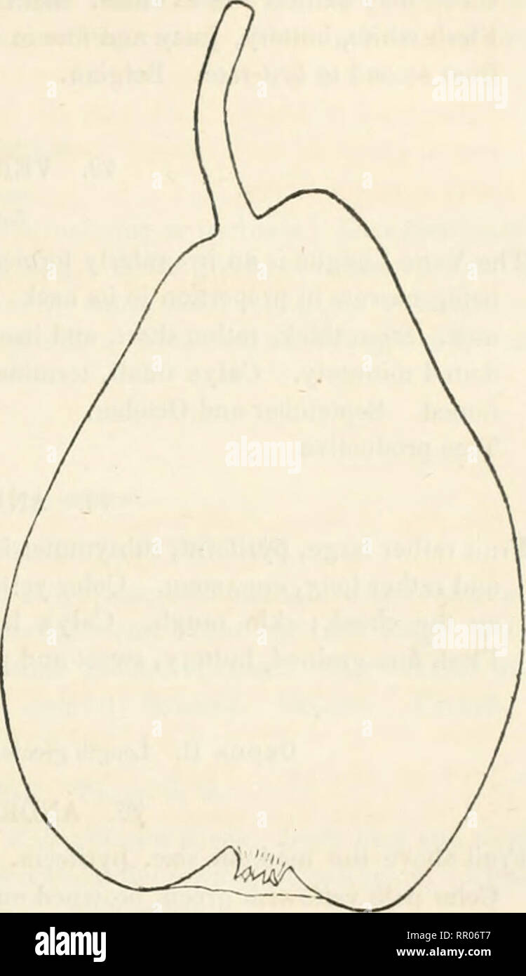 . Landwirtschaft von New York: Bestehend aus einem Konto der Klassifikation, die Zusammensetzung und die Verteilung der Böden und Gesteinen und den natürlichen Gewässern der verschiedenen geologischen Formationen; zusammen mit einer verkürzten Sicht auf das Klima und die landwirtschaftlichen Produktionen des Staates. Landwirtschaft; Natural History. Von SOMMERBIRNEN. 135 69. LOUISE BONNE von Jersey. Platte 7. (Thompson.) William der Vierten, usw. Abb. 17. Obst grossen, langen pyrifonn; Seiten unähnlich, verjüngt sich von oben die Mitte zu einem stumpfen Base, eingerückt werden kann. Stammzellen Modus gesondert langen, gebogenen und Stout. Farbe hellgrün in Th Stockfoto