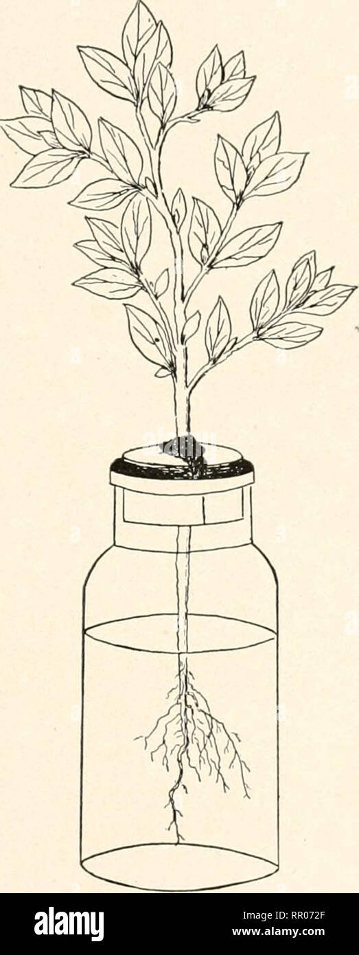 . Landwirtschaft durch das Labor und Schule Garten. Ein Hand- und Lehrbuch der elementaren Landwirtschaft für Schulen. Die Landwirtschaft. Boden MOISTURK UND VORBEREITUNG DES BODENS. (IL os;;;;;;;; / () s/n. Damit tlu; Boden Wasser löst nicht nur die Pflanze - Essen, sondern durch Cai) illary Aktion und Osmose führt eigentlich diese Lebensmittel auf die Anlage. Experiment 9.-{a) Nehmen Sie jede einzelne Entrappt wachsen - ing plant, die Wurzeln in einem breiten-mouthed Flasche iialf voller Wasser. {B) Machen die Flasche luftdicht (um die Verdunstung des Wassers zu vermeiden.) Durch eine Cork Aufteilung in zwei Hälften, aushöhlen, und Sie über Th Stockfoto