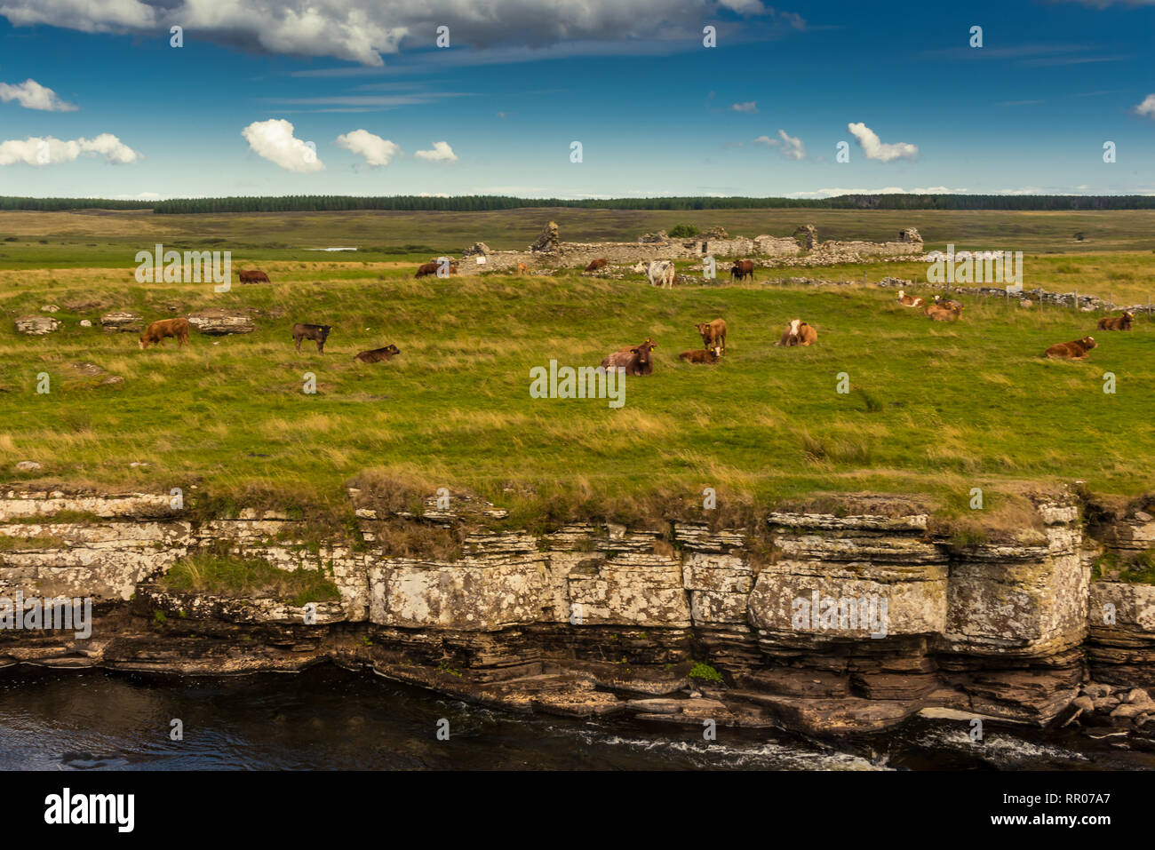 Typische Landschaft mit Kühen in Schottland, Vereinigtes Königreich Stockfoto