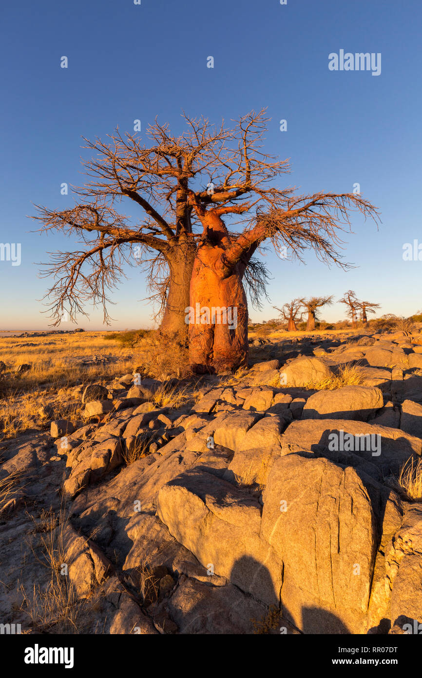 Baobab Bäumen und Felsen im Morgenlicht Stockfoto