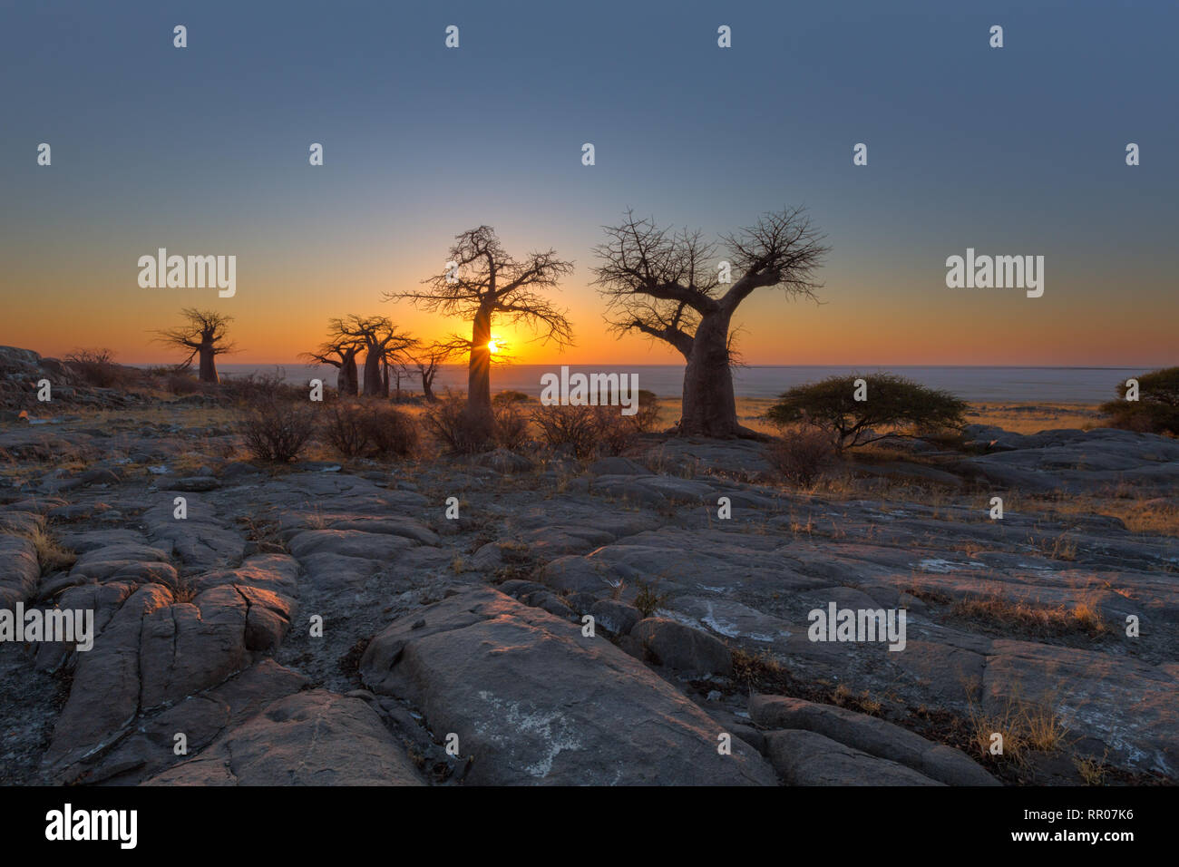 Baobab Bäumen bei Sonnenaufgang Stockfoto
