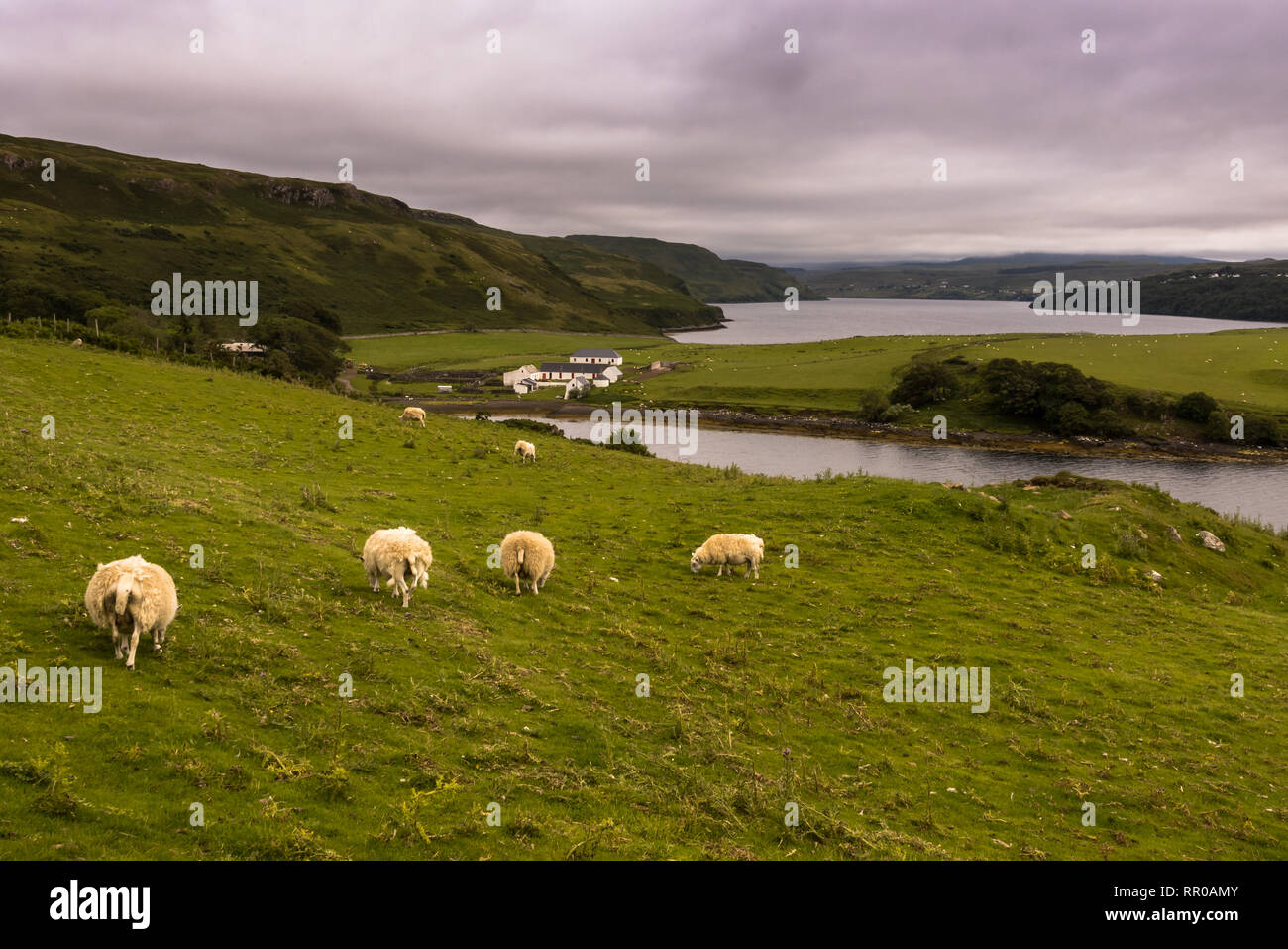 Typische Landschaft mit Schafen auf die Isle of Sky, Innere Hebriden, Schottland, Vereinigtes Königreich Stockfoto