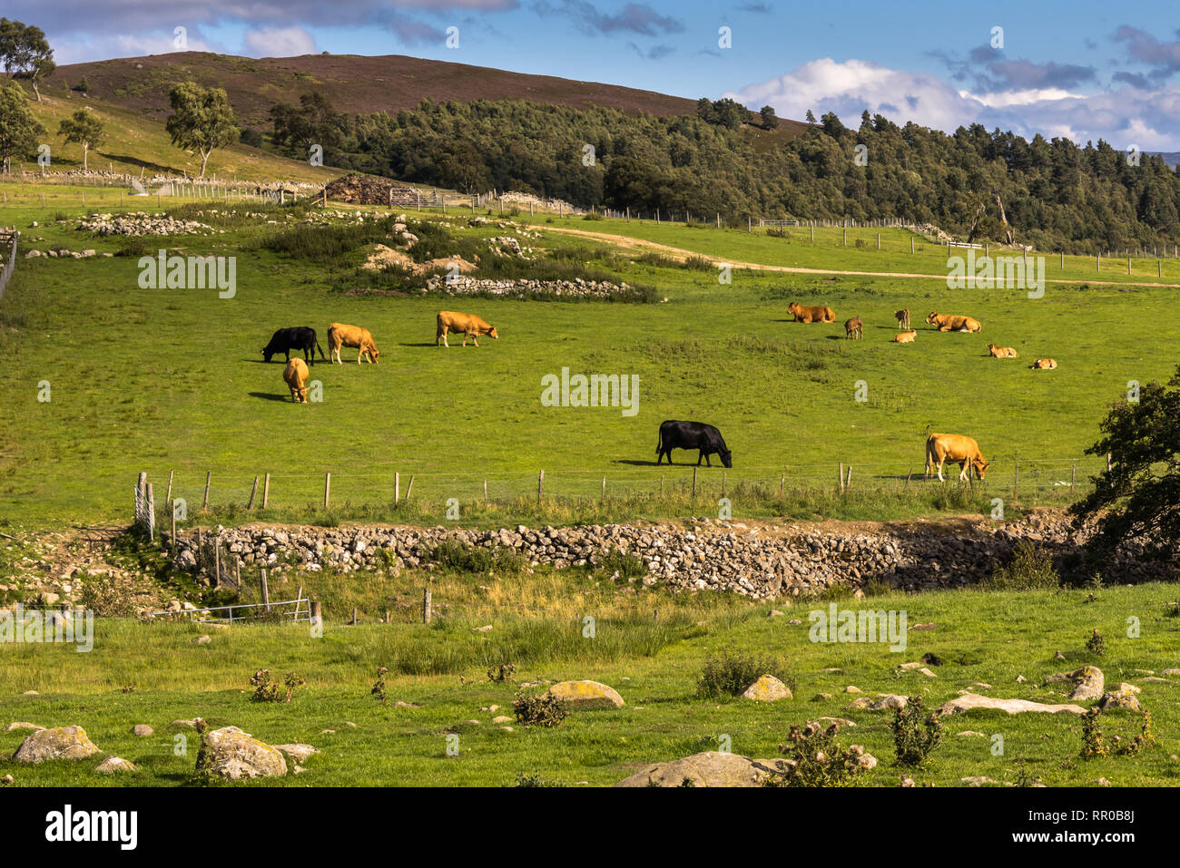 Typische, ländliche Landschaft mit Bauernhöfen, Weiden, Vieh Highlands Schottland Stockfoto