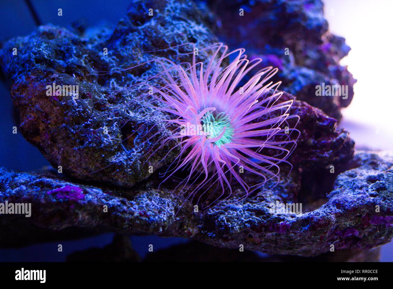 Ein Unterwasser-Tier, das wächst auf Korallen. Seine lange Tentakel Schwimmer auf dem Wasser. Stockfoto