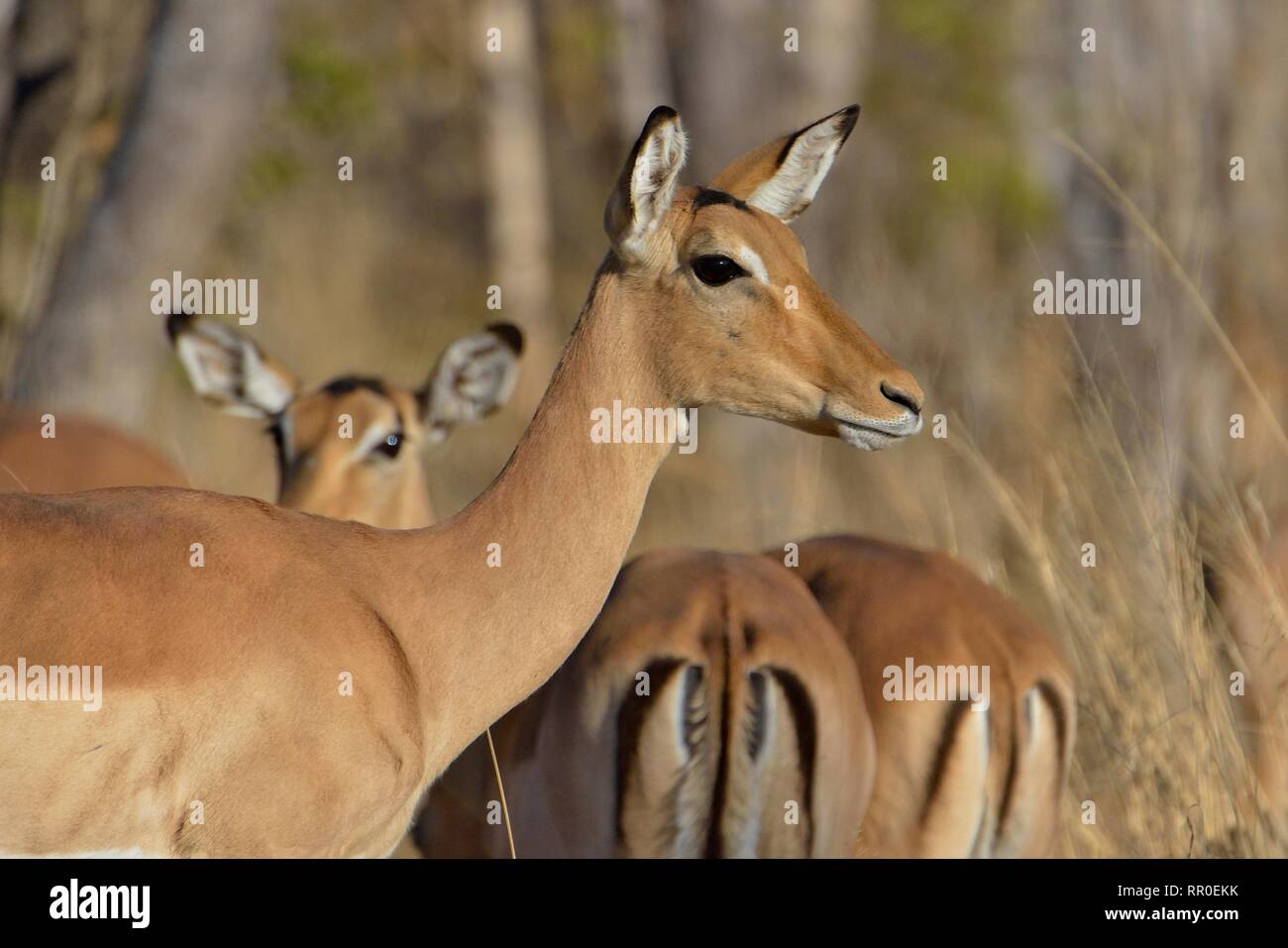 Zoologie, Säugetiere (Mammalia), Impala (Aepyceros melampus), Hwange National Park, Matabeleland North, Zim, Additional-Rights - Clearance-Info - Not-Available Stockfoto