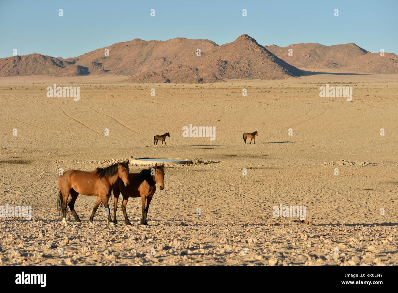 Zoologie, Säugetiere (Mammalia), Namib Desert Horse, namibischen Wild Horse oder Namib (Equus ferus) in der Nähe der, Additional-Rights - Clearance-Info - Not-Available Stockfoto