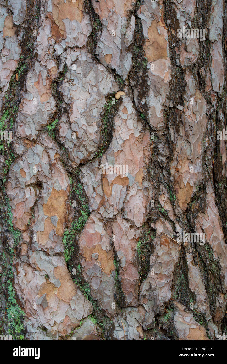 Alte Pinien Rinde Hintergrund Textur Stockfoto