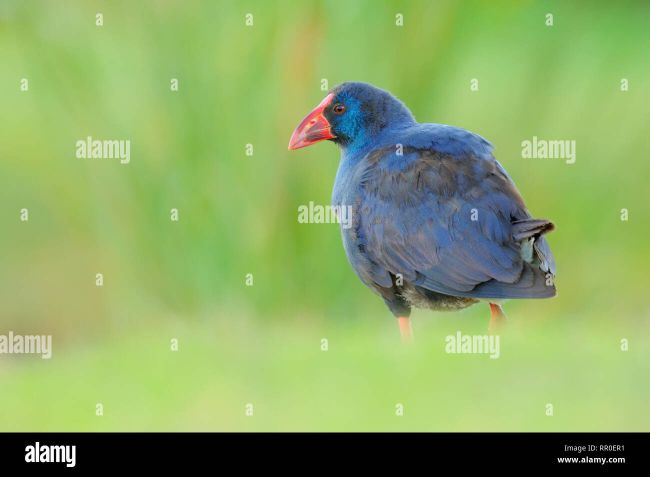 Lila haben - porphyrio Porphyrio - caimão Stockfoto