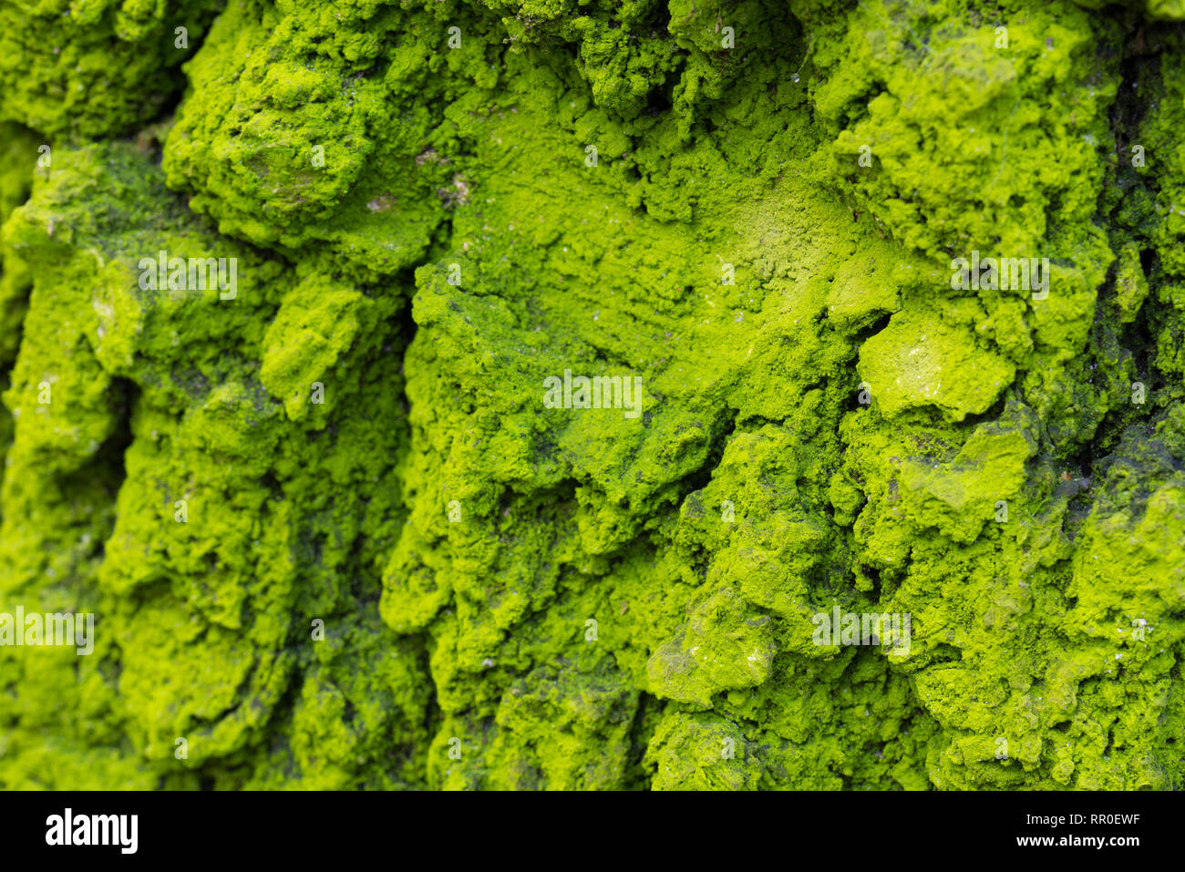 Birkenrinde mit Flechten selektiven Fokus Makro abgedeckt Stockfoto