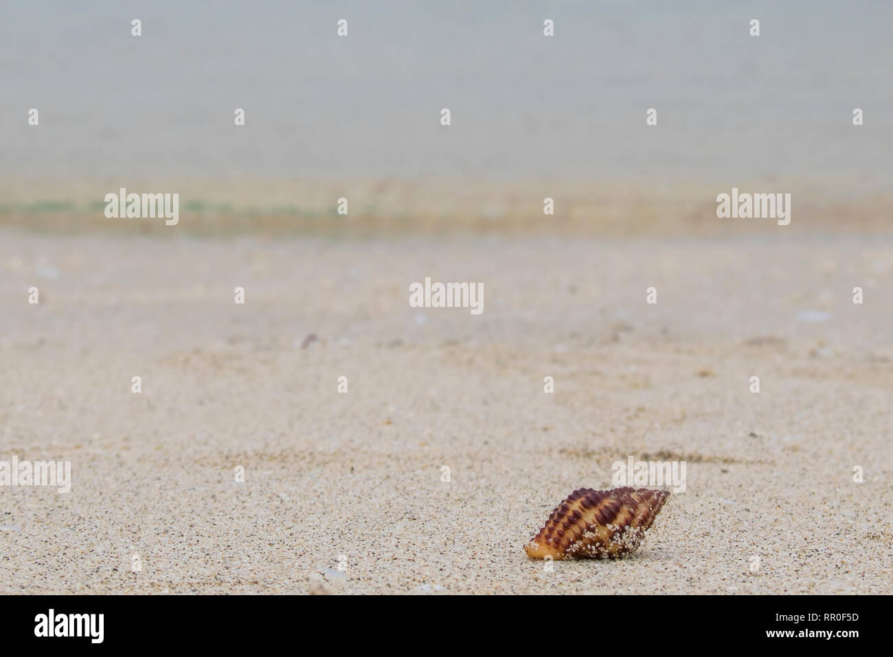Single seashell am unberührten Strand mit klarem Wasser des Ozeans im Hintergrund. Stockfoto