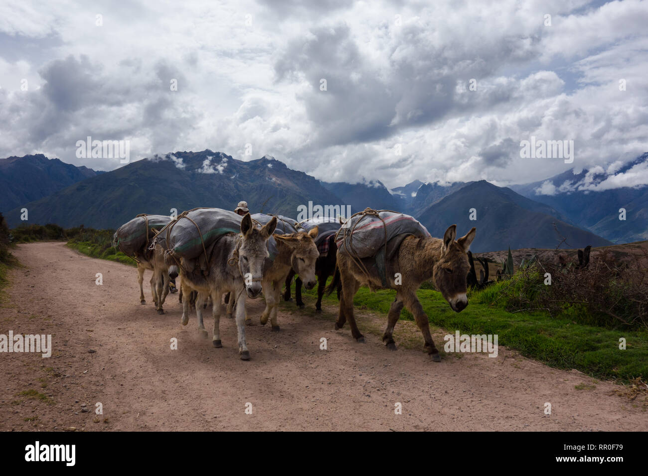 Esel Konvoi durch die Berge von Peru in der Nähe von Cusco Stockfoto