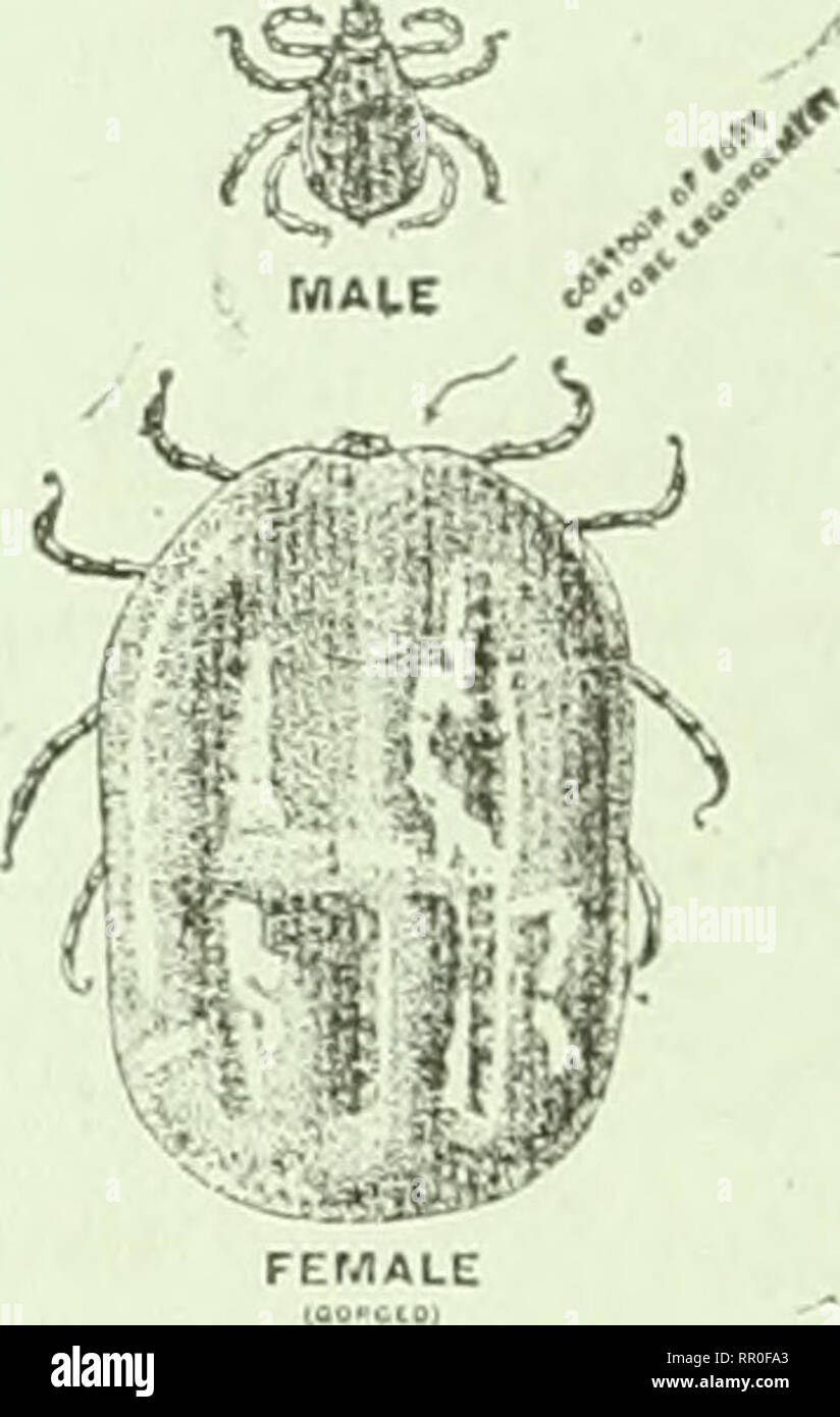 . Landwirtschaftliche Nachrichten. Landwirtschaft - West Indies; Pflanzenkrankheiten - West Indies. Vieh kreuzen Sie die importnnoc von anrnrat^ Kenntnisse auf diesem Gebiet liegt in der Tatsache, dass vor der Methoden der Tilgung aus Intelligent durchgeführt werden können und suooes-s-vollständig. Es ist n. 'cc'^Sn. ry tlit-lifo-historv der Zecke zu wissen, und der Einfluss von Temperatur, Feuchtigkeit und fther klimatischer Bedingungen auf die verschiedenen Stufe;^ihrer Existenz. In der wlunever followiny beachten?, der Begriff "Tick" oder "Rinder tick ist es verwendet wird, bezieht sich auf die Arten. Maroaropits annulatuis, der gemeinsamen Rinder Tick, Stockfoto