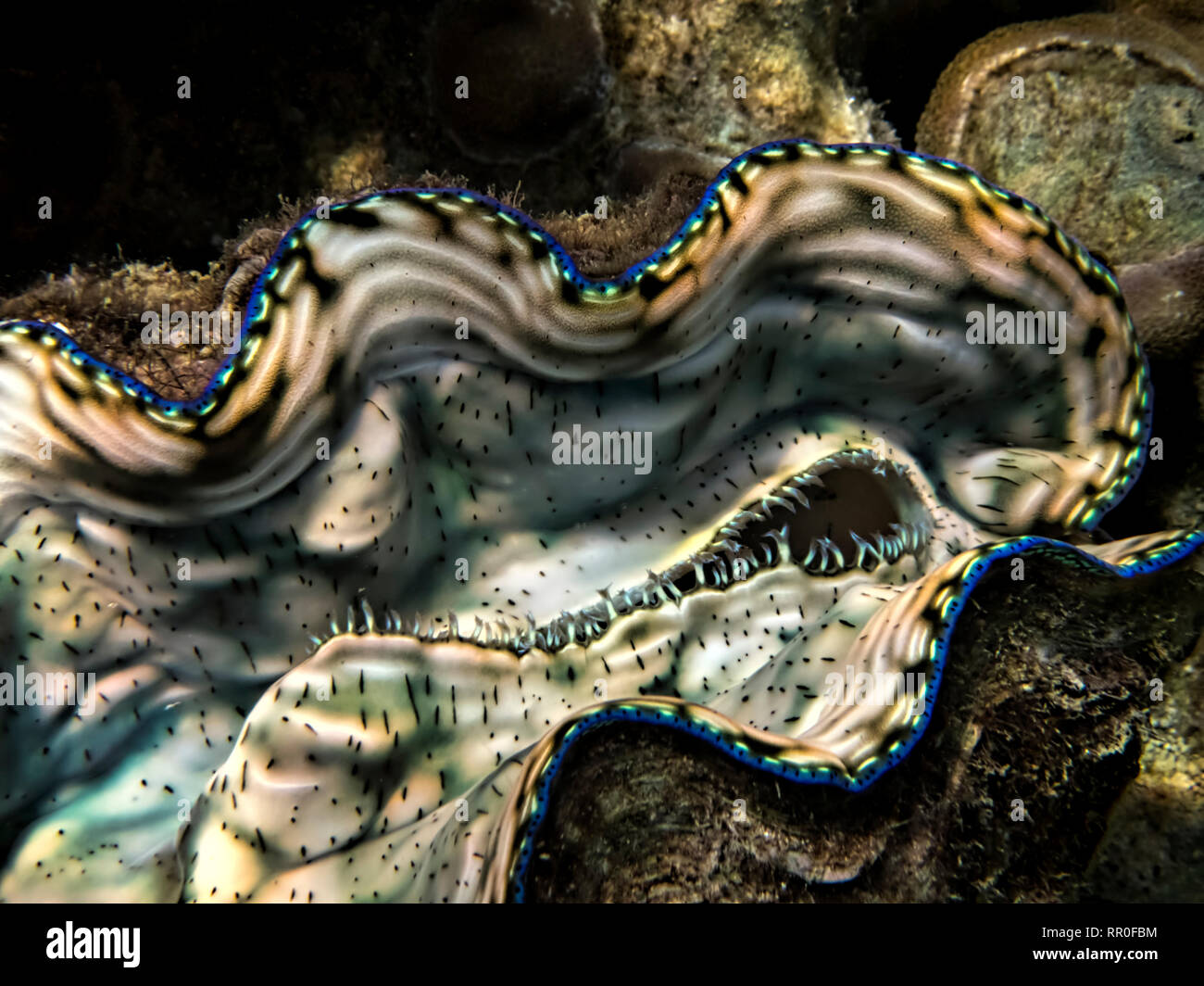 Nahaufnahme Detail Kurven, Mustern und leuchtenden Farben in Riesenmuschel auf Unterwasser Riff in Palau. Stockfoto