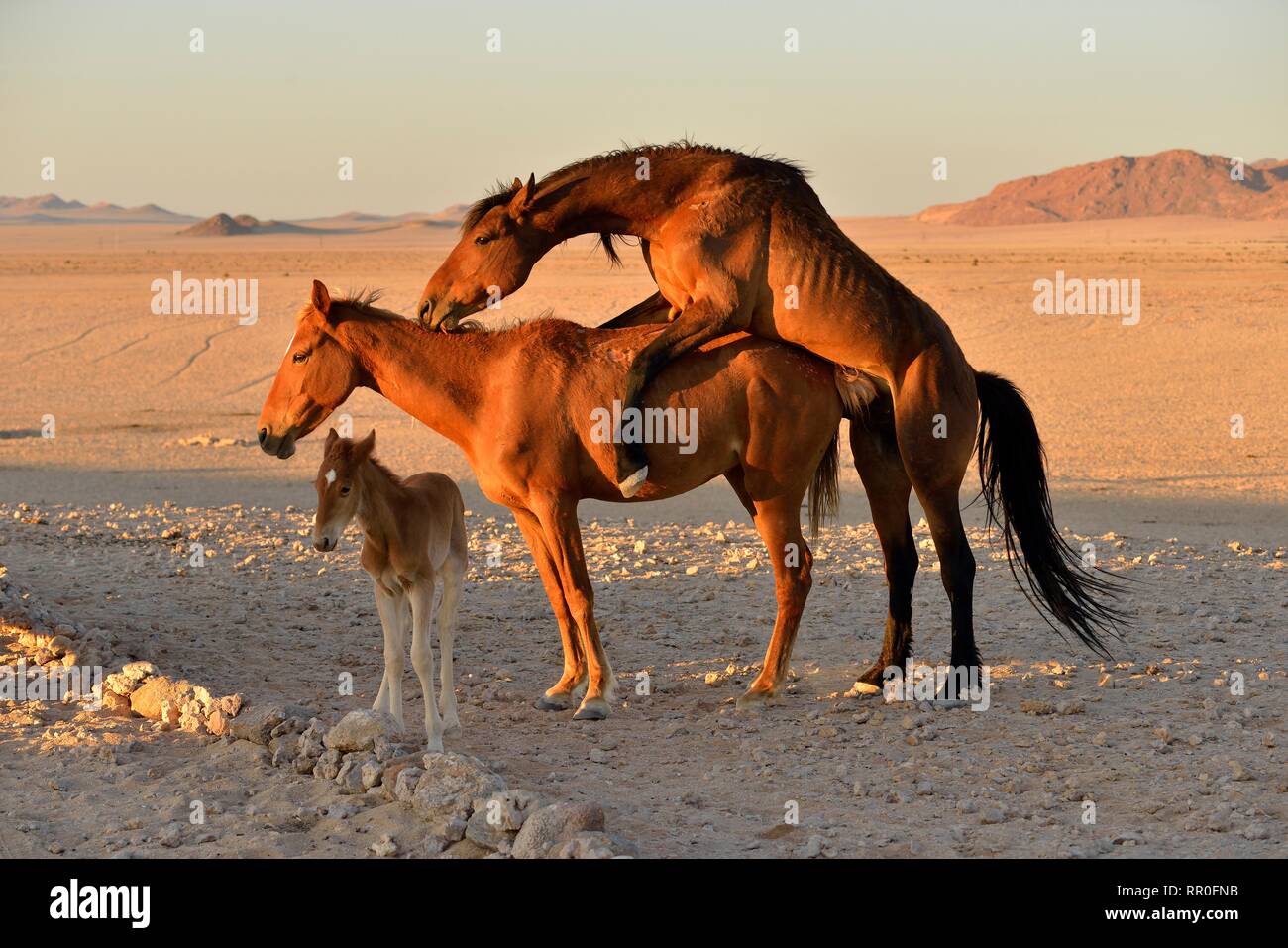 Zoologie, Säugetiere (Mammalia), Namib Desert Horse, namibischen Wild Horse oder Namib (Equus ferus) in der Nähe der, Additional-Rights - Clearance-Info - Not-Available Stockfoto