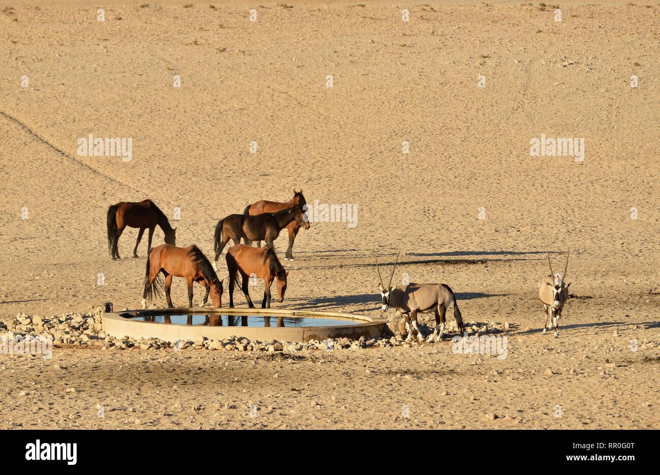 Zoologie, Säugetiere (Mammalia), Wüste Namib, Namibia oder Namib Wildpferd (Equus ferus) und oryxs o, Additional-Rights - Clearance-Info - Not-Available Stockfoto