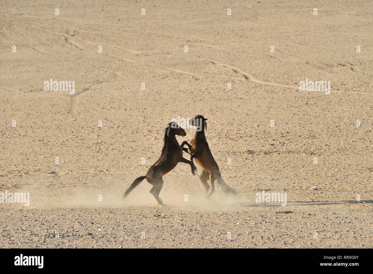 Zoologie, Säugetiere (Mammalia), Kampf gegen die Wüste Namib, Namibia oder Namib Wildpferd (Equus ferus) ne, Additional-Rights - Clearance-Info - Not-Available Stockfoto