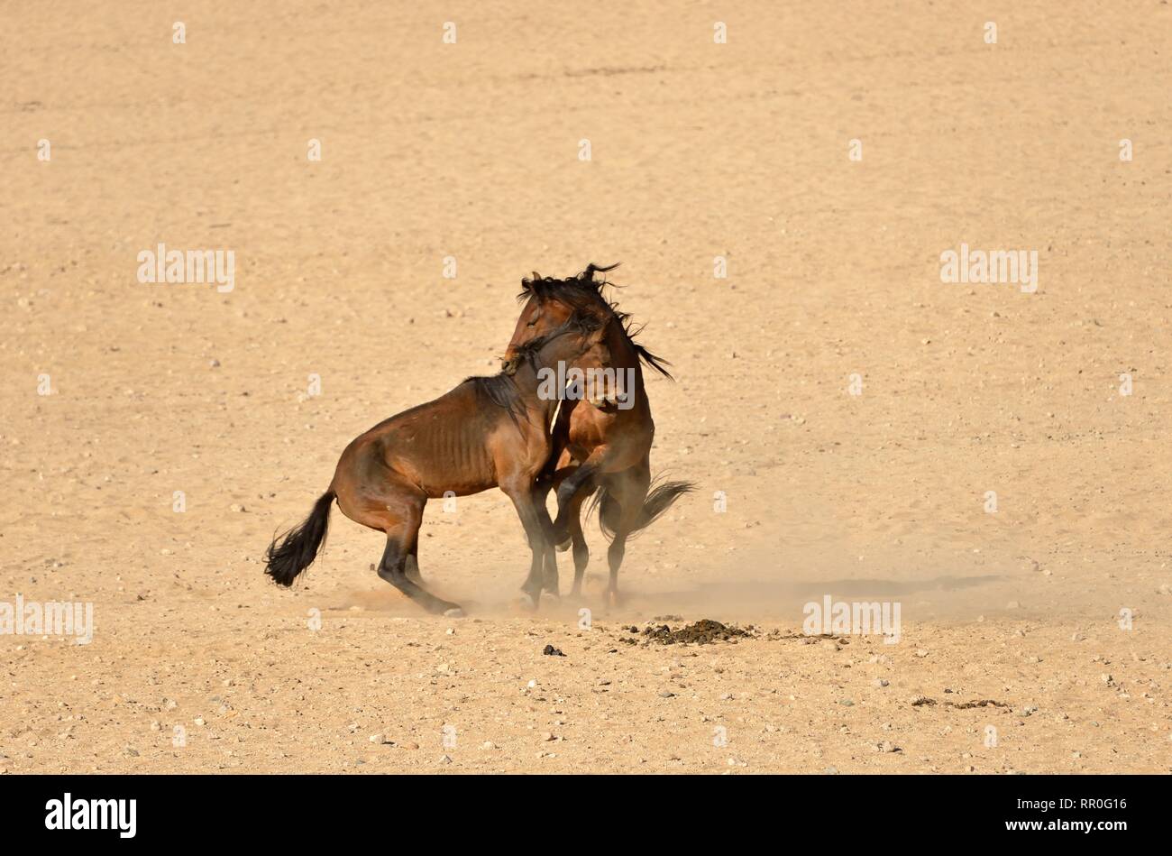 Zoologie, Säugetiere (Mammalia), Kampf gegen die Wüste Namib, Namibia oder Namib Wildpferd (Equus ferus) ne, Additional-Rights - Clearance-Info - Not-Available Stockfoto