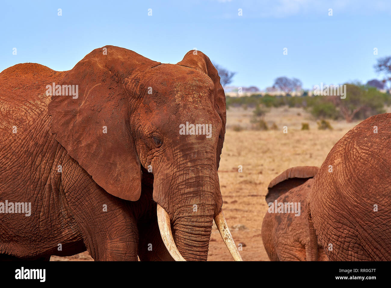 Ansicht von mehreren Afrikanischen Elefanten in der Savanne auf Safari in Kenia Stockfoto