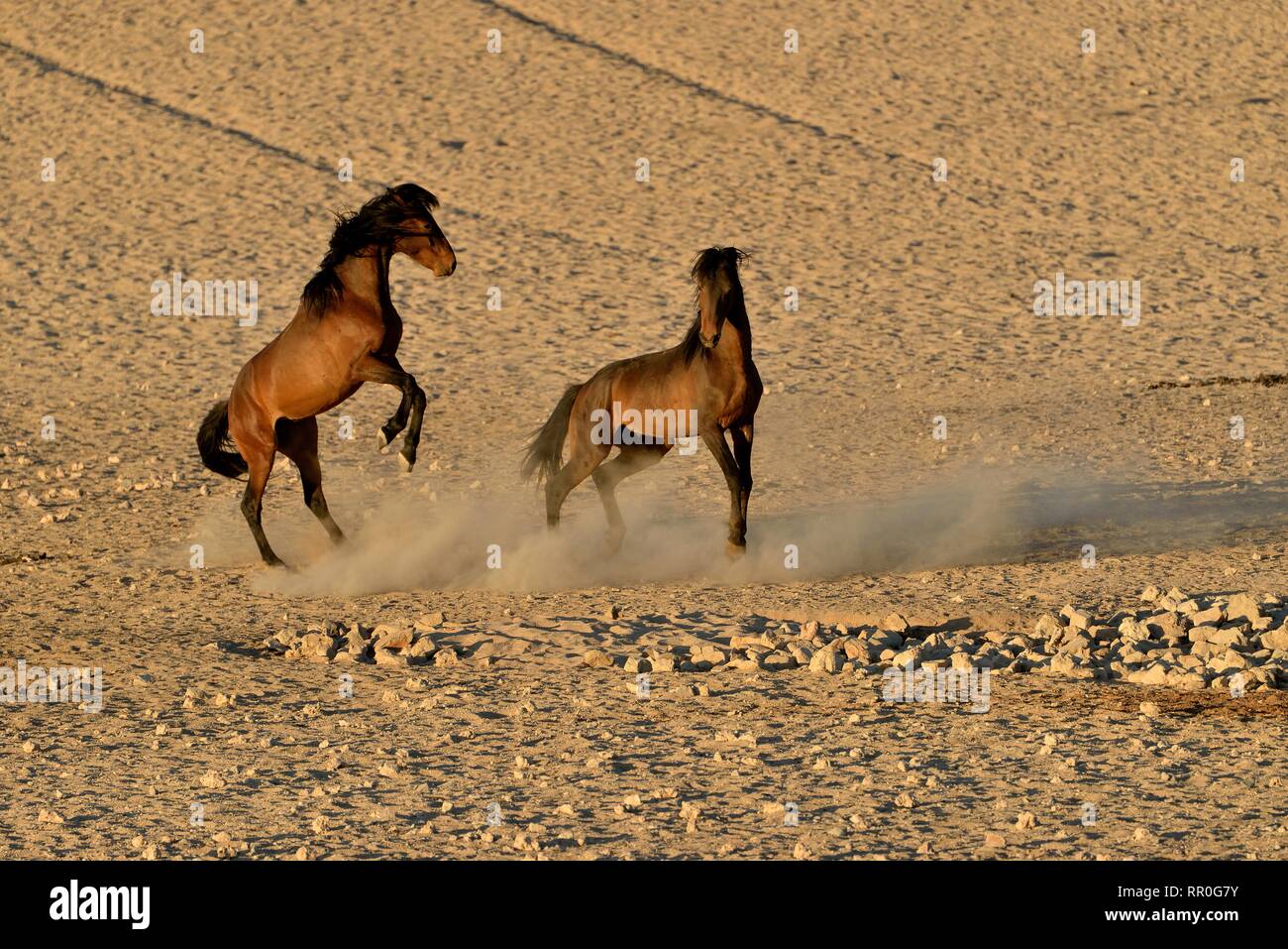 Zoologie, Säugetiere (Mammalia), Kampf gegen die Wüste Namib, Namibia oder Namib Wildpferd (Equus ferus) ne, Additional-Rights - Clearance-Info - Not-Available Stockfoto
