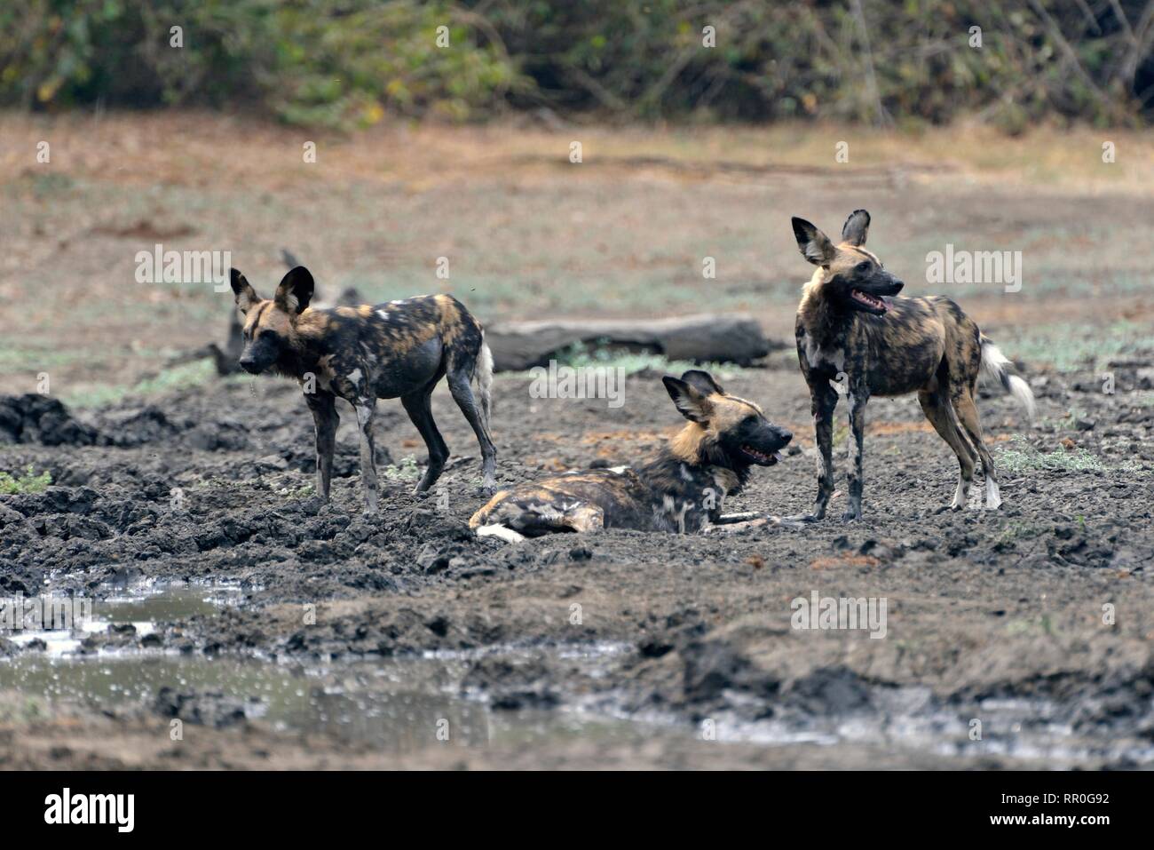 Zoologie, Säugetiere (Mammalia), Afrikanischer Wildhund (Lycaon pictus) an der Kanga waterplace, Manah Pools Nati, Additional-Rights - Clearance-Info - Not-Available Stockfoto