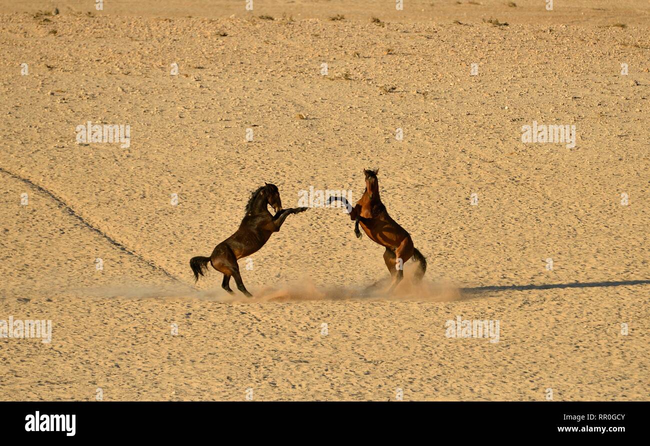 Zoologie, Säugetiere (Mammalia), Kampf gegen die Wüste Namib, Namibia oder Namib Wildpferd (Equus ferus) ne, Additional-Rights - Clearance-Info - Not-Available Stockfoto