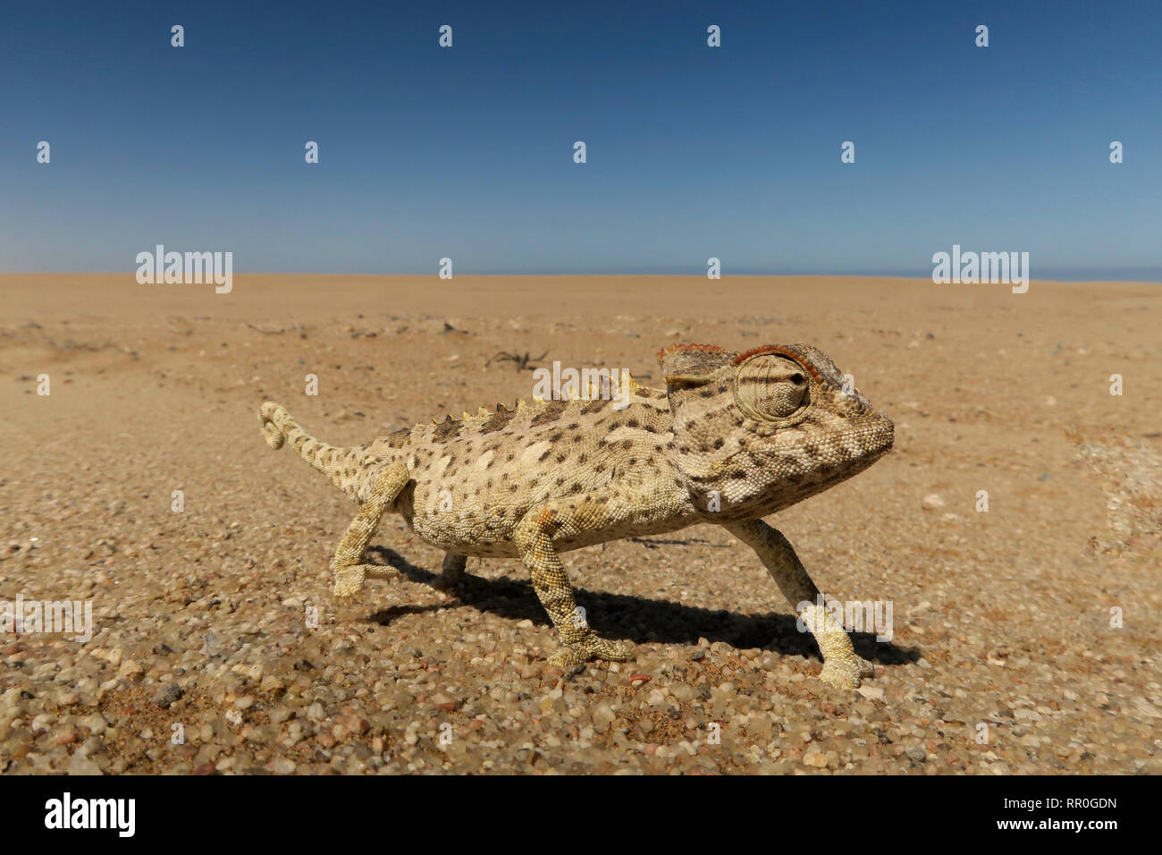 Zoologie, Reptilien (Reptilia), Namaqua Chamäleon oder Namaqua Chamäleon (Chamaeleo namaquensis), Namib Des, Additional-Rights - Clearance-Info - Not-Available Stockfoto