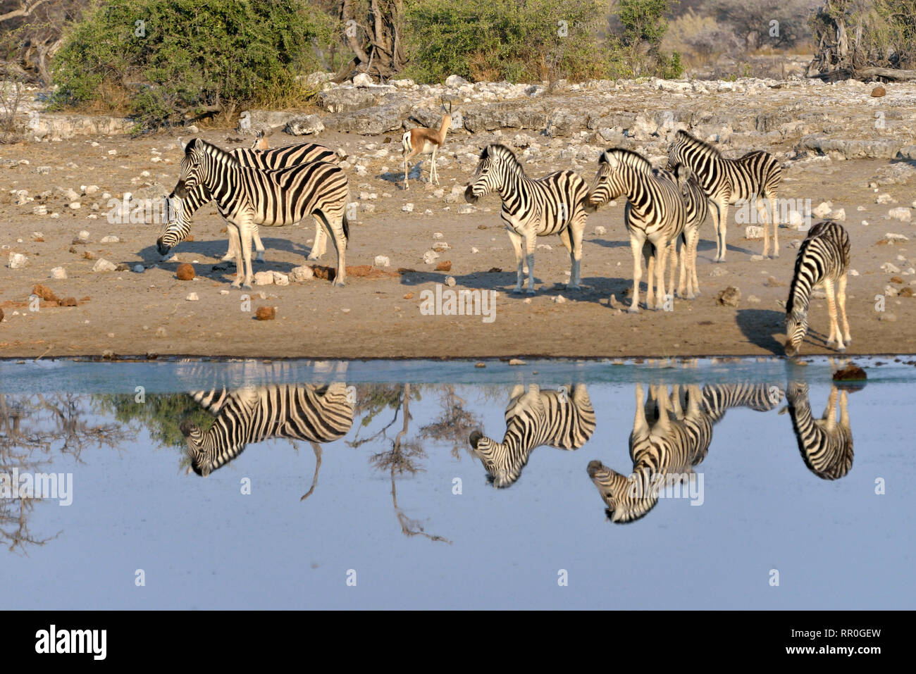 Zoologie, Säugetiere (Mammalia), ebenen Zebras (Equus quagga) auf das wasserloch Chudop, Etosha National Park,, Additional-Rights - Clearance-Info - Not-Available Stockfoto