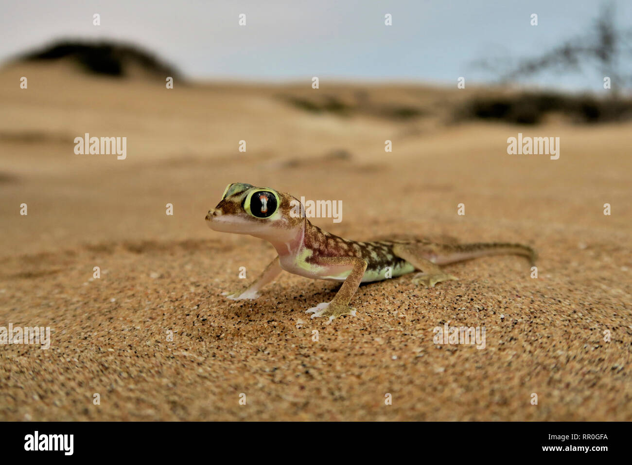 Zoologie, Reptilien (Reptilia), Namib sand Gecko, Web-footed Gecko oder Namib sand Gecko (Pachydactylus lief, Additional-Rights - Clearance-Info - Not-Available Stockfoto