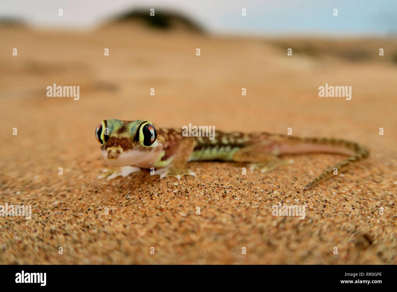 Zoologie, Reptilien (Reptilia), Namib sand Gecko, Web-footed Gecko oder Namib sand Gecko (Pachydactylus lief, Additional-Rights - Clearance-Info - Not-Available Stockfoto