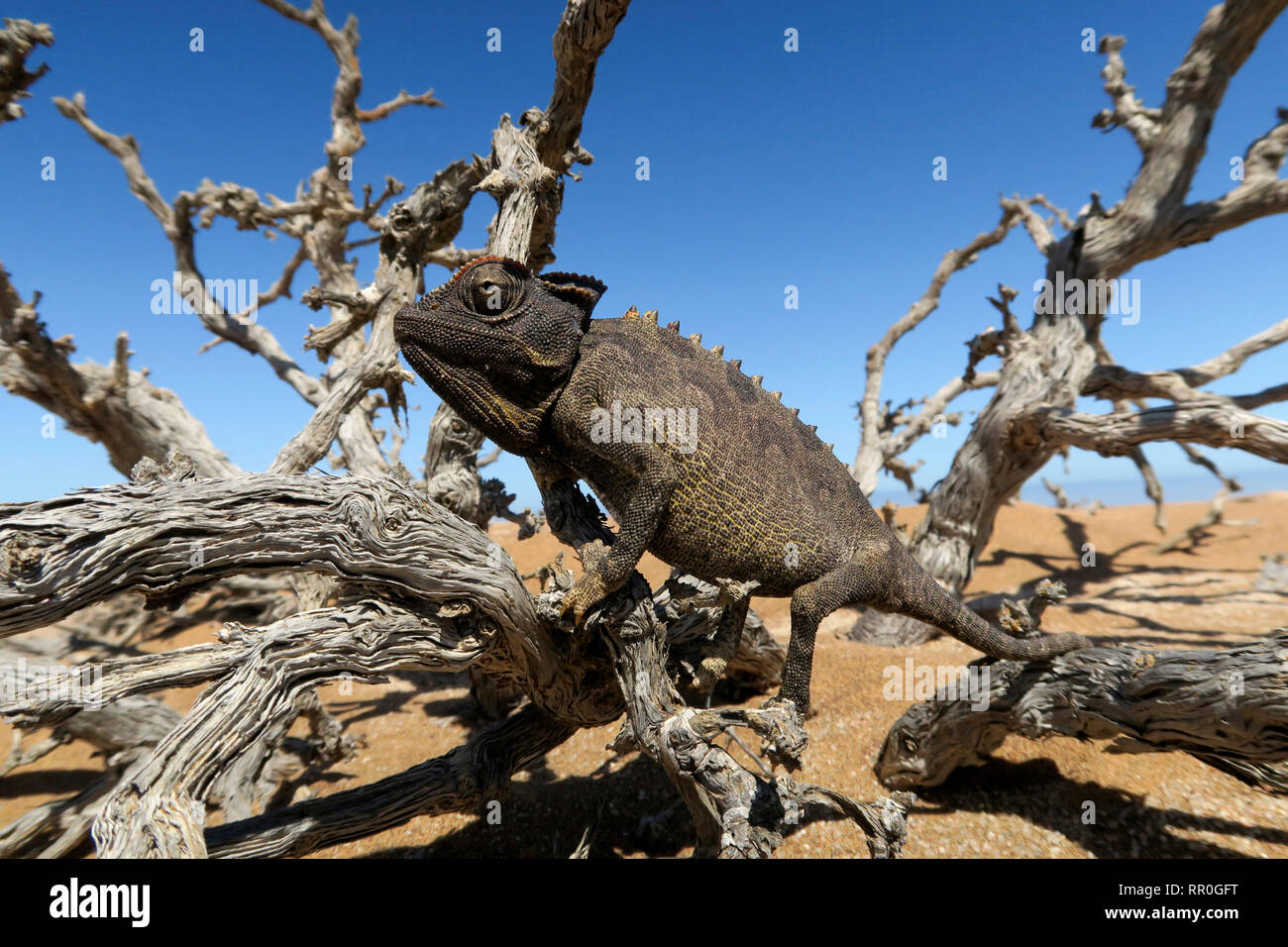 Zoologie, Reptilien (Reptilia), Namaqua Chamäleon oder Namaqua Chamäleon (Chamaeleo namaquensis), Namib Des, Additional-Rights - Clearance-Info - Not-Available Stockfoto