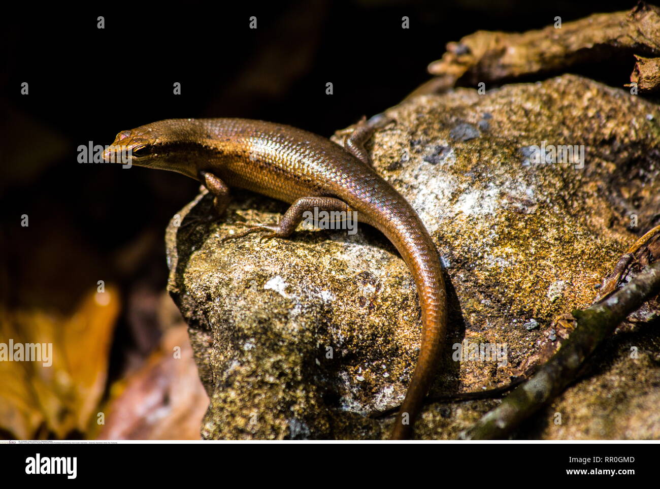Eidechse, Seychellen/Skink, Stufe, Tierkunde, Additional-Rights - Clearance-Info - Not-Available Stockfoto