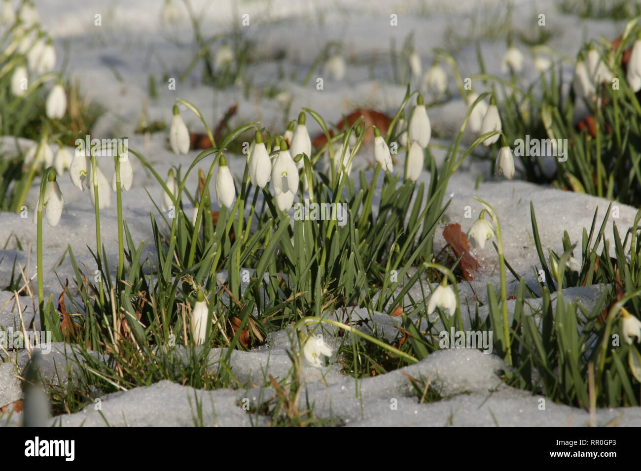 Schneeglöckchen wachsende bei schnee gras aus Augenhöhe im Querformat angezeigt Stockfoto