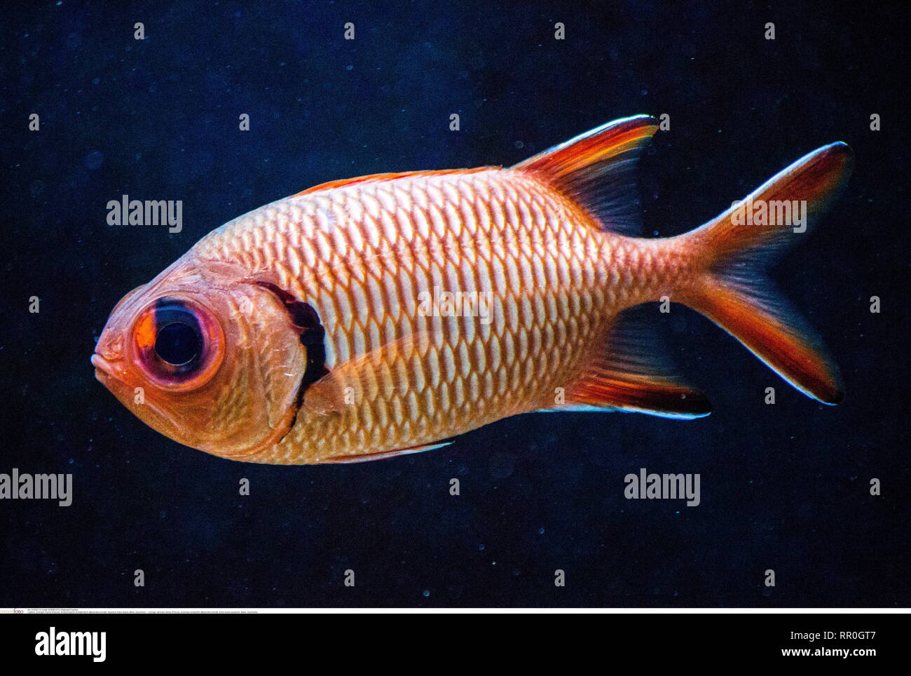 Zoologie/Tiere, Fische (Pisces), blotcheye soldierfish (Myripristis berndti), Eden Island Aquarium,, Additional-Rights - Clearance-Info - Not-Available Stockfoto