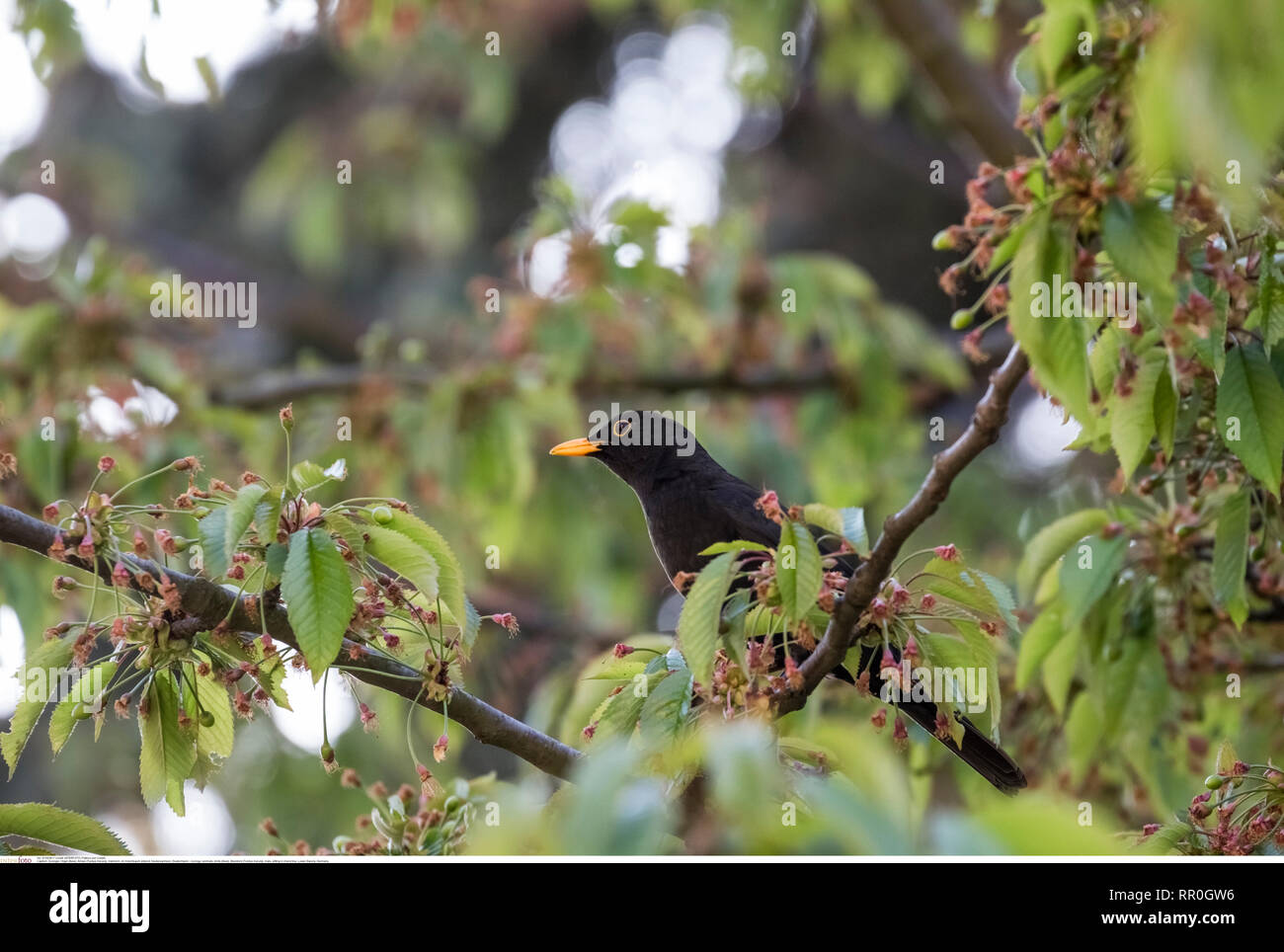 Zoologie/Tiere, Vögel (Aves), Amsel (Turdus merula), männlich, sitzen im Cherry Tree, Niedersachsen, Additional-Rights - Clearance-Info - Not-Available Stockfoto