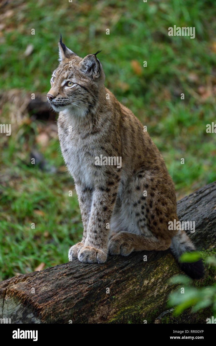 Zoologie/Tiere, Säugetiere (Mammalia), Eurasischen Luchs (Lynx lynx), parc animalier de Sainte-Croix, Natur, Additional-Rights - Clearance-Info - Not-Available Stockfoto