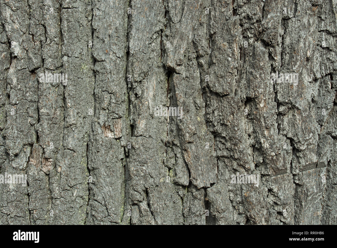 Alte Eiche Rinde Textur Hintergrund Makro Stockfoto