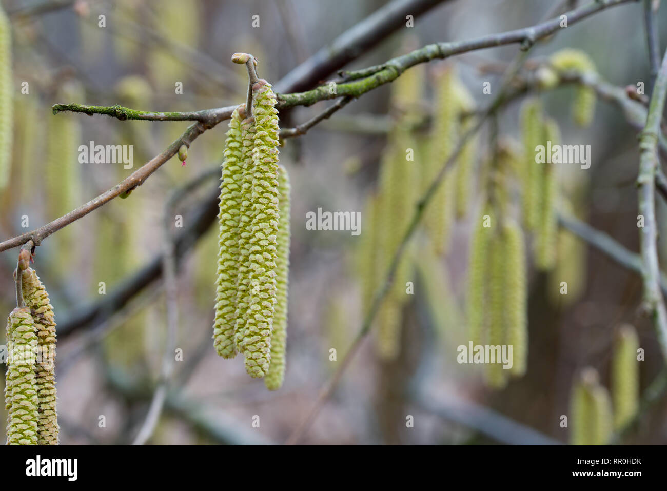 Hazel palmkätzchen auf Zweig an einem sonnigen Tag im Frühjahr Stockfoto