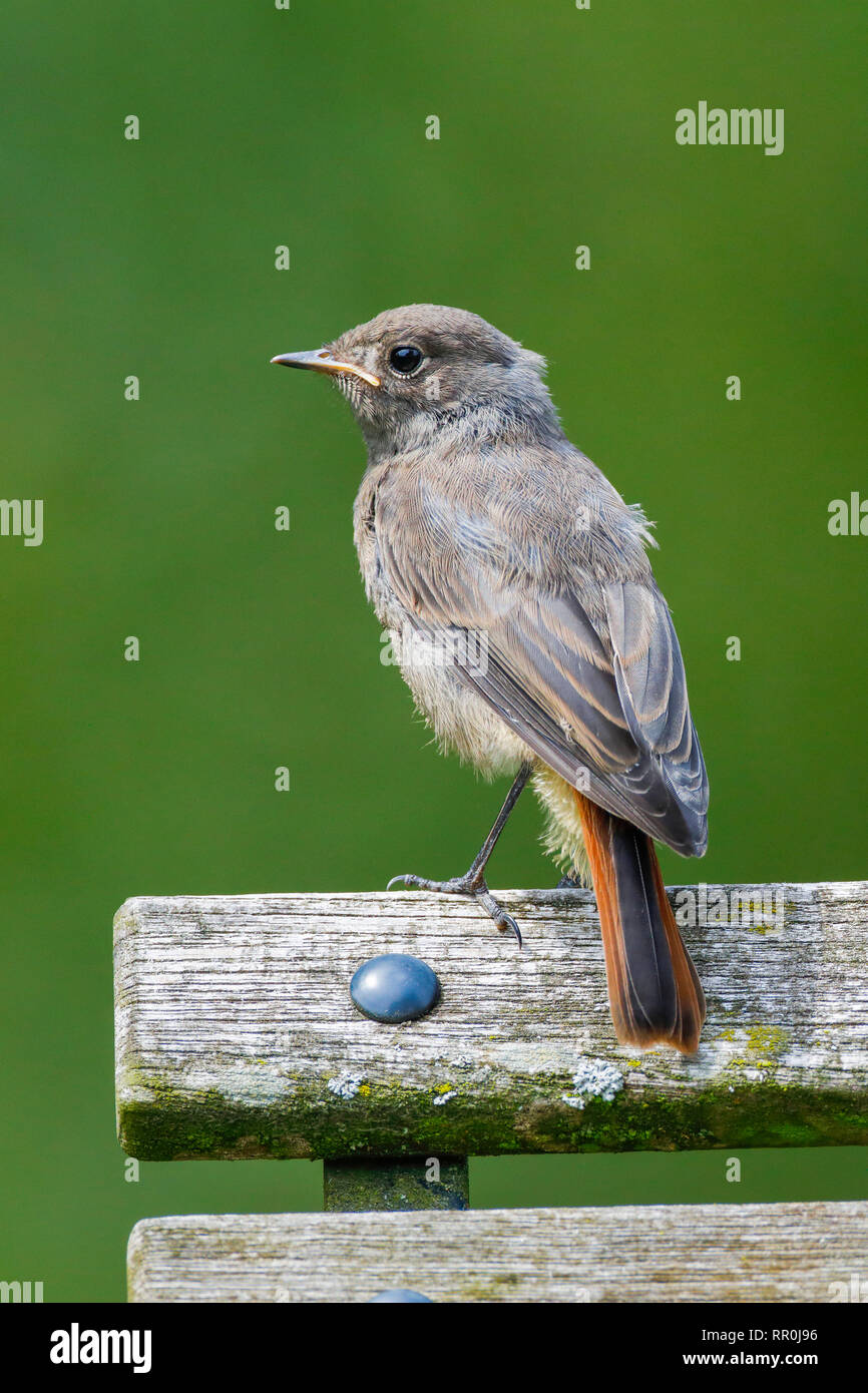 Zoologie, Vögel (Aves), Schwarz, redstart Phoenicurus ochruros, Schweiz, Additional-Rights - Clearance-Info - Not-Available Stockfoto