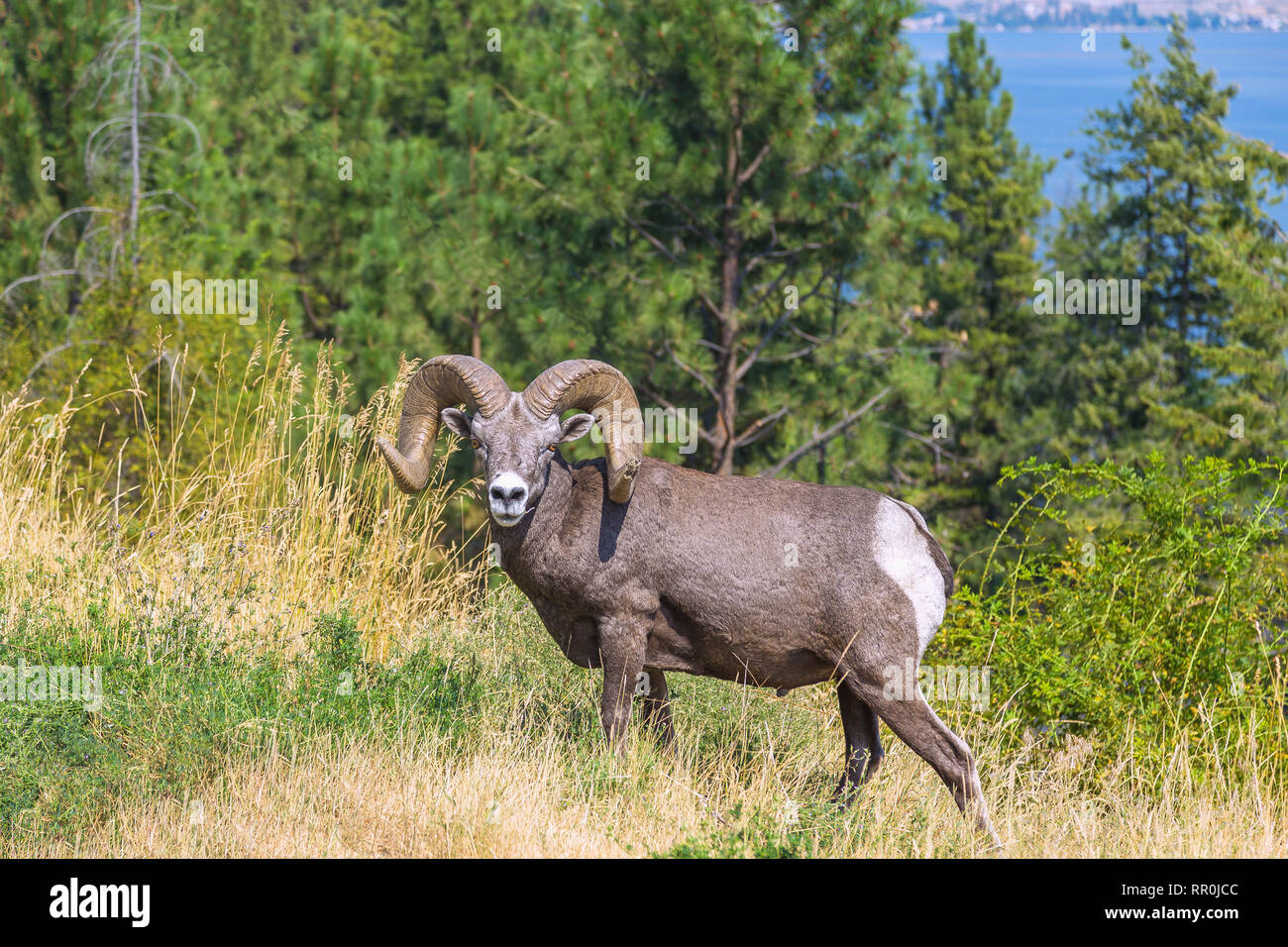 Zoologie/Tiere, Säugetiere, Säugetier/Bighorn Schafe (Ovis canadensis), ram, Okanagan Lake, Additional-Rights - Clearance-Info - Not-Available Stockfoto
