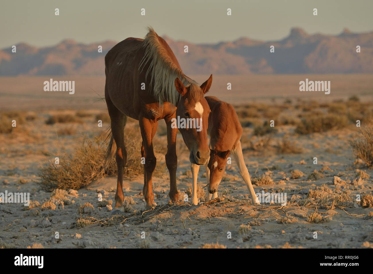 Zoologie/Tiere, Säugetiere (Mammalia), Wüste, Pferde, namibischen Wildpferde oder Namibs (Equus ferus) in der Nähe, Additional-Rights - Clearance-Info - Not-Available Stockfoto