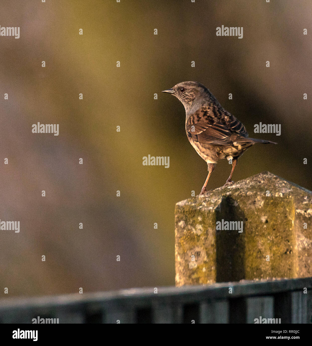 Hedge Sparrow/Dunnock Stockfoto