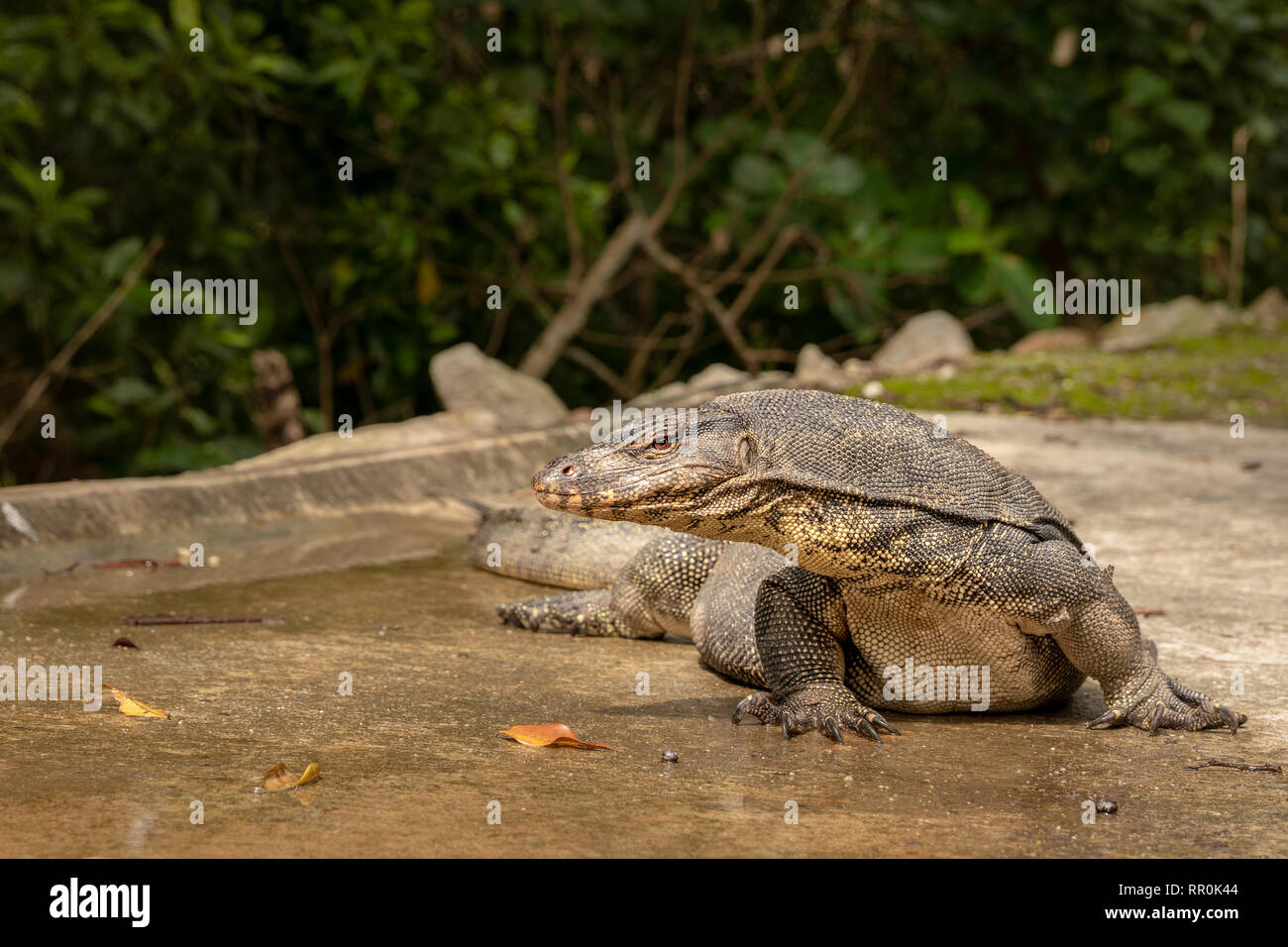 Wasser Waran, Varanus Salvator, in Sungei Buloh Wetland Reserve Stockfoto