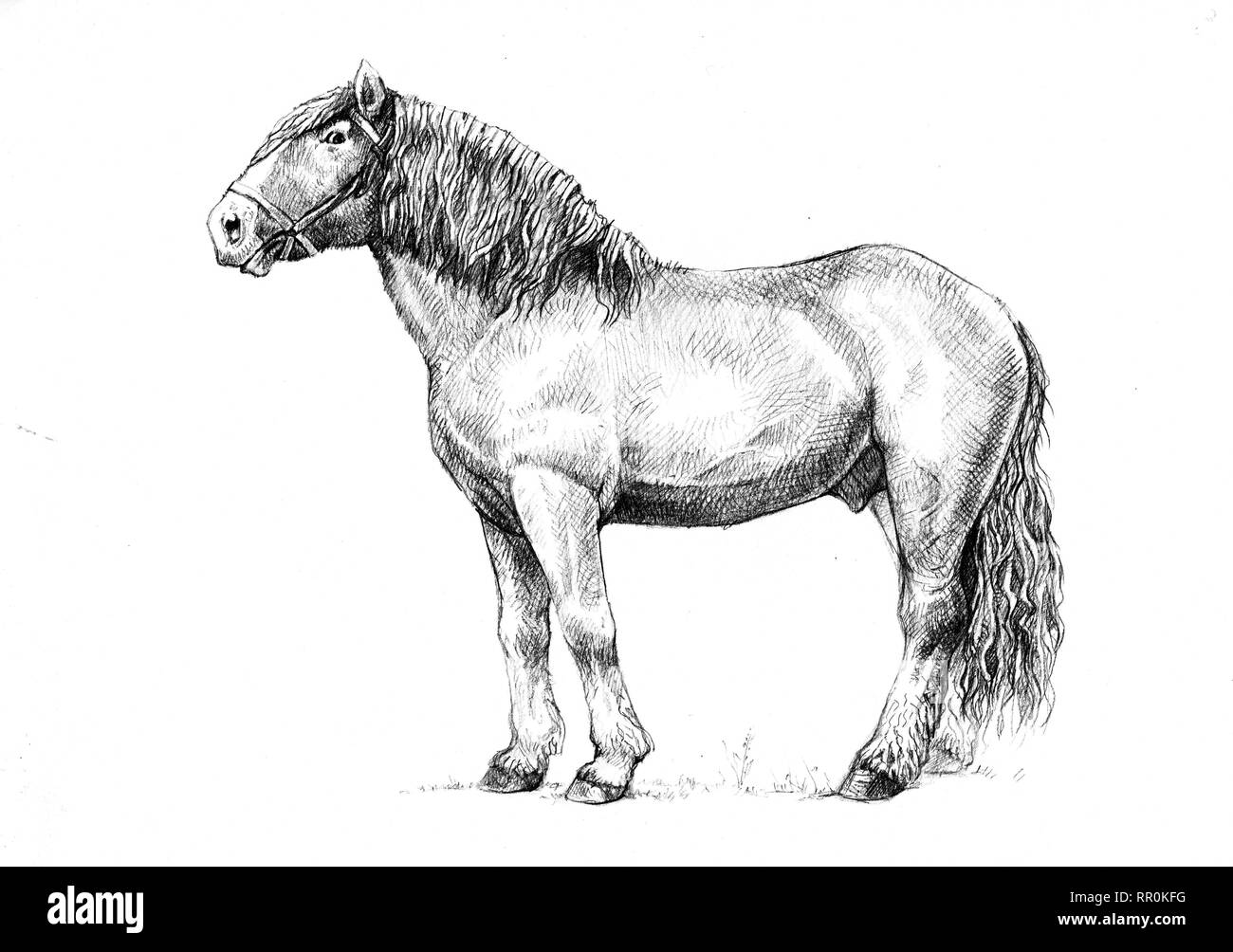 Entwurf Pferd Abbildung. Horse Portrait. Pferd Bleistift Zeichnung. Stockfoto