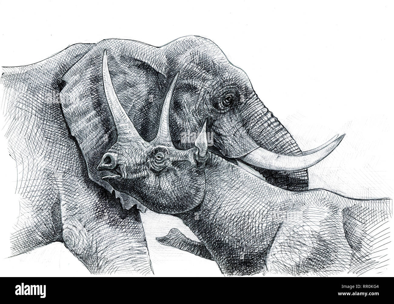 Elefanten und Nashörner Zeichnung. Tiere Porträt. Stockfoto