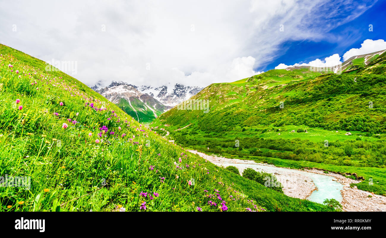 Blühende Blume vor Shkhara Gletscher mit Shkhara, der höchste Berg in Georgien Swanetien, Kaukasus Stockfoto