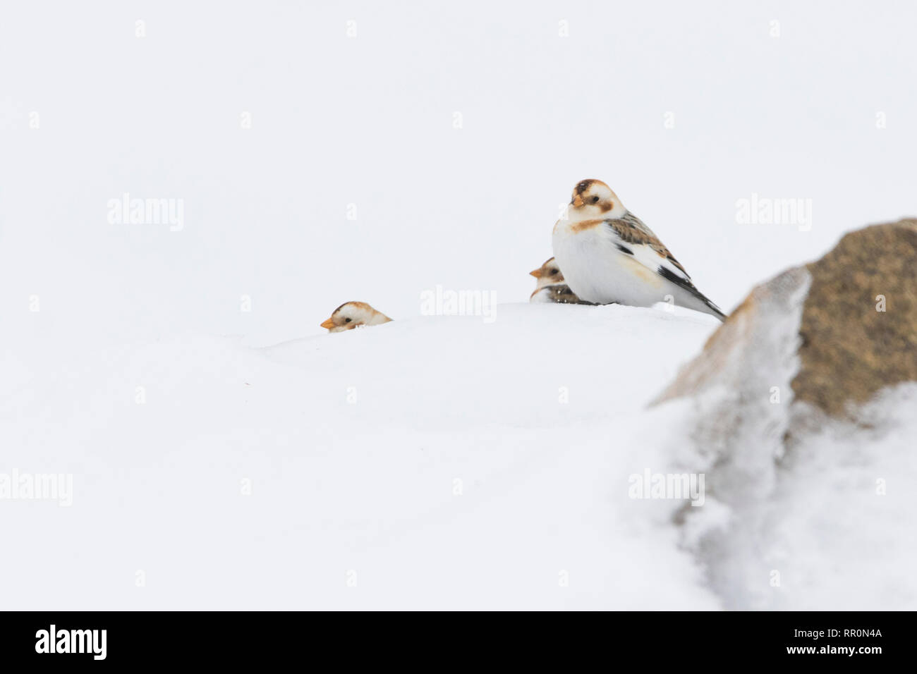 Schnee Ammern im Winter Stockfoto